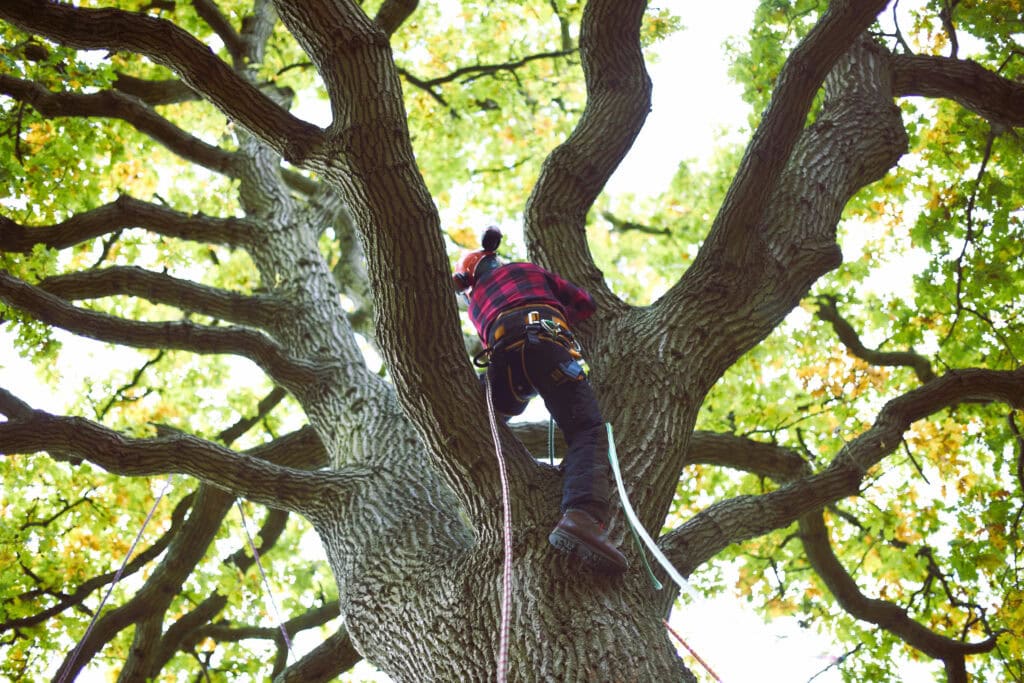 The Top Tree Service Provider in Asheville: Precision Arbor Care