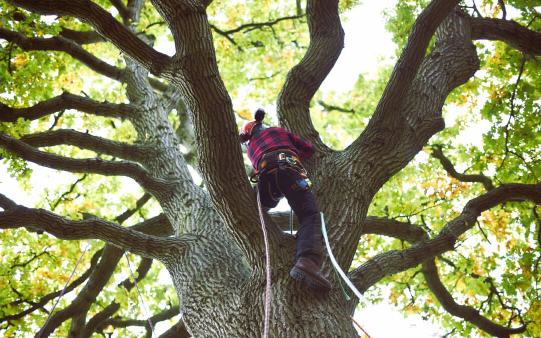 The Top Tree Service Provider in Asheville: Precision Arbor Care