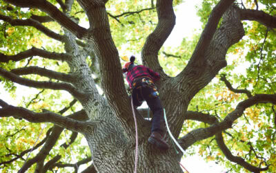 The Top Tree Service Provider in Asheville: Precision Arbor Care