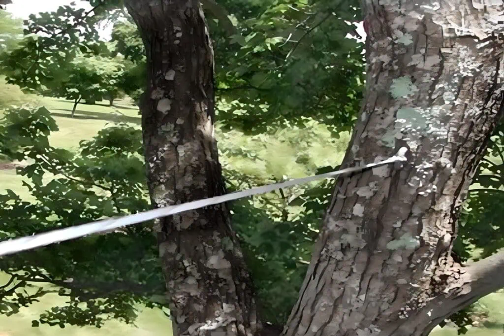 Cabling and Bracing for Damaged Trees after storm cleanup