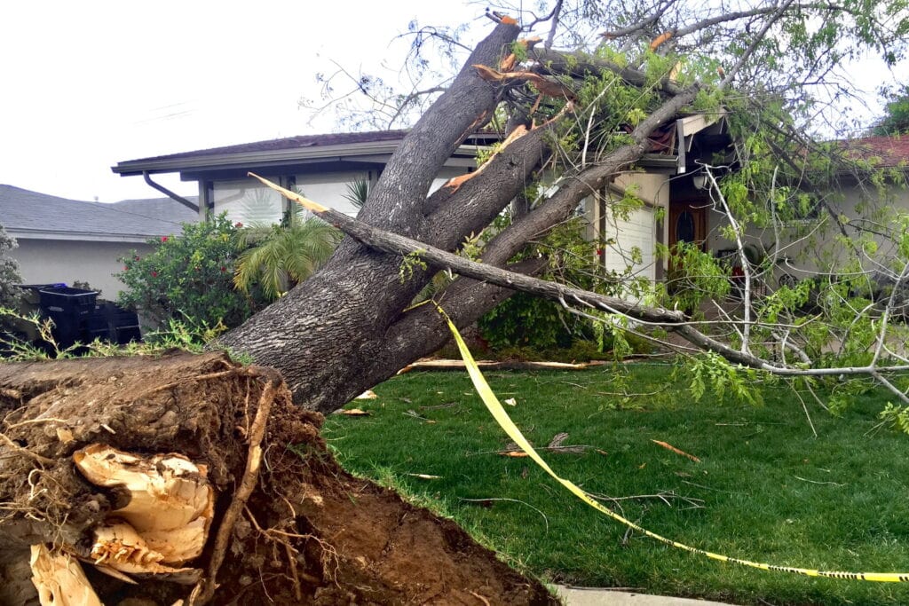 Storm Cleanup for Fallen Trees in Asheville with Precision Arborcare