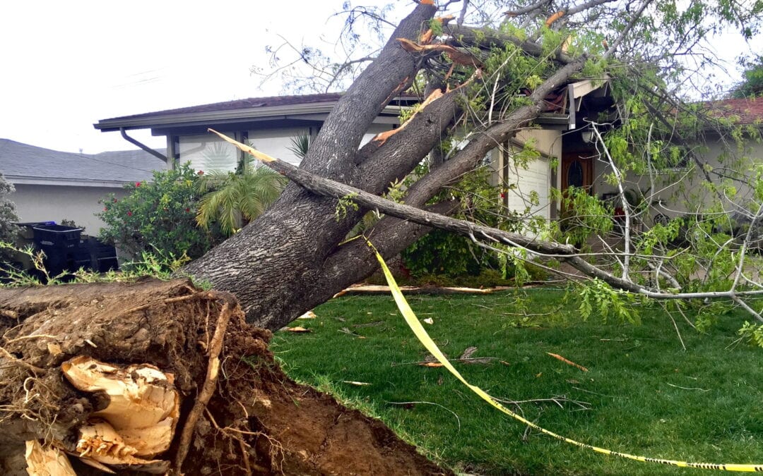 Storm Cleanup for Fallen Trees in Asheville with Precision Arborcare