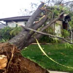 Storm Cleanup for Fallen Trees in Asheville with Precision Arborcare