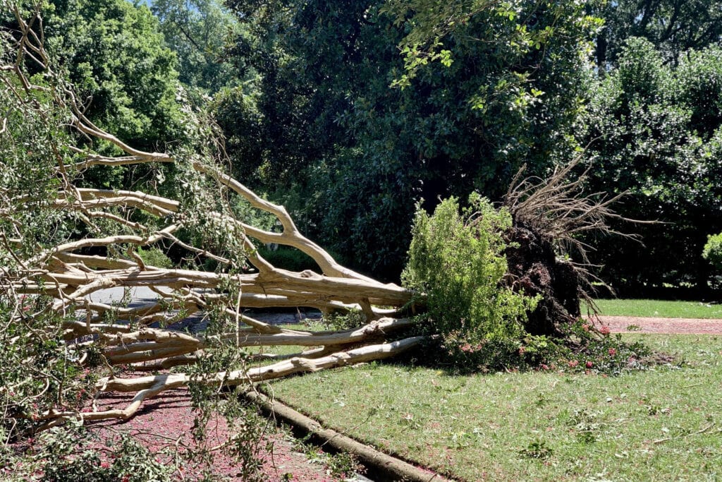 Storm cleanup for fallen trees 2