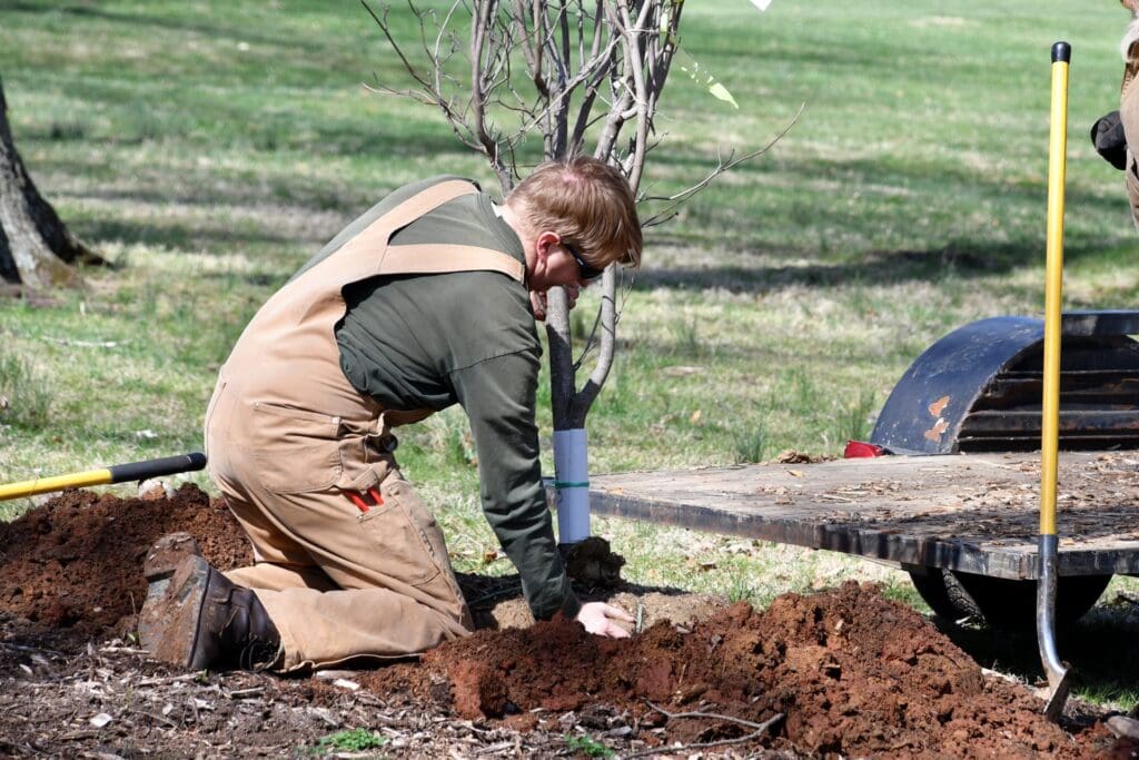 Tree Service Planting Trees after storm cleanup