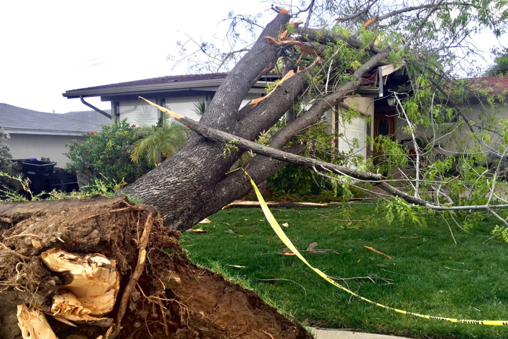 Fast Professional Tree Services for storm cleanup