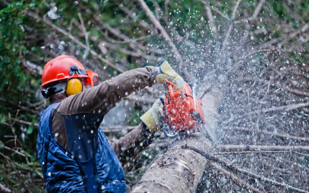 Trusted Tree Service in Slidell