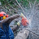 Trusted Tree Service in Slidell