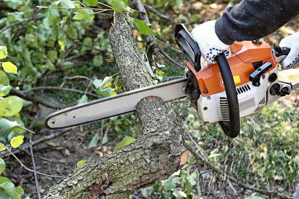 Tree removal by a certified tree service