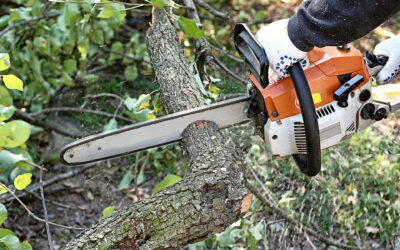 7 Critical Reasons Tree Removal Shouldn’t Be a DIY Project