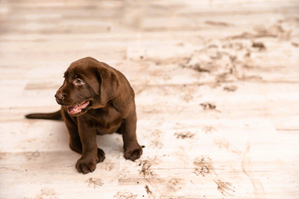 puppy-on-floor-with-muddy paws