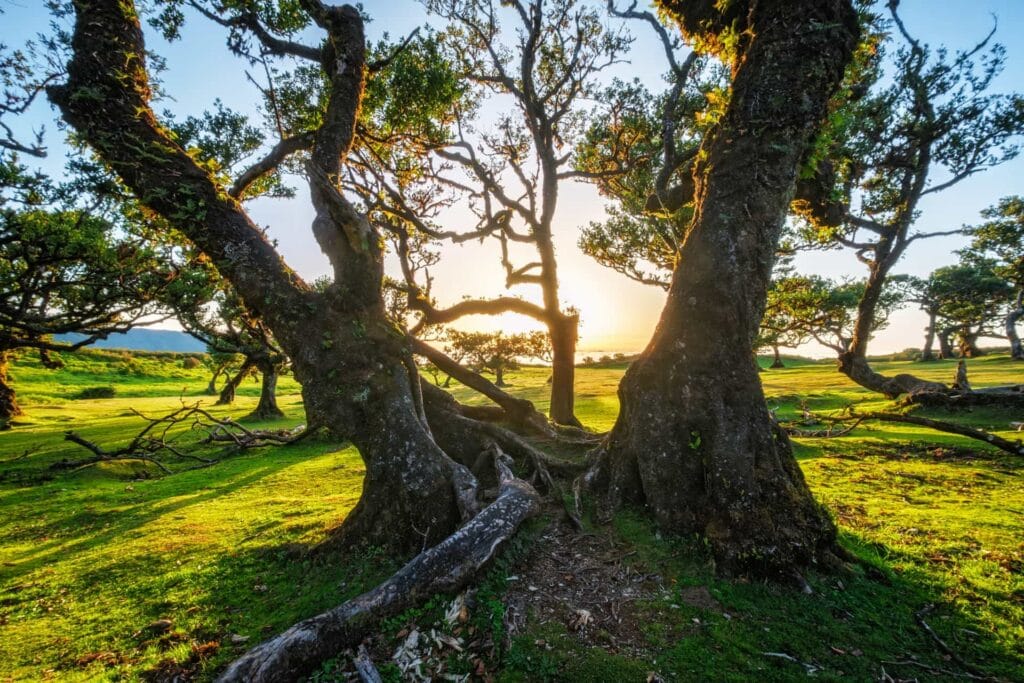 7 Signs of Hazardous Trees Hazardous Trees