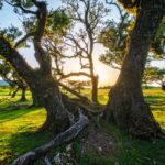 7 Signs of Hazardous Trees Hazardous Trees