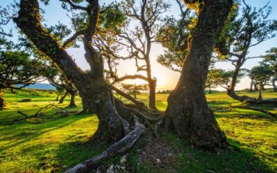 7 Signs of Hazardous Trees